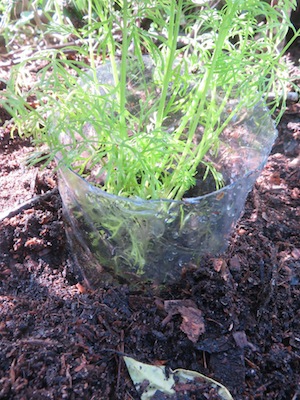 plant the tube in the ground and gently lift to form a collar