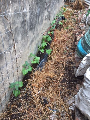 32 bean plants in a row