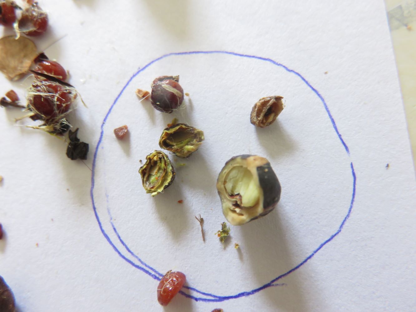 We inspected a wide range of seeds of South African plants