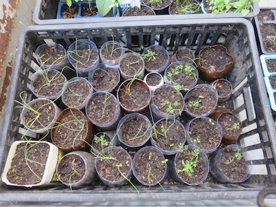 seedlings freshly planted in the tube system