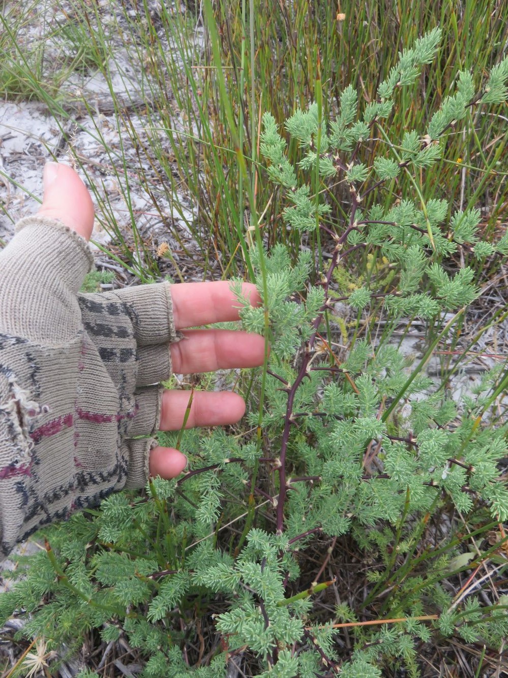 Asparagus capensis