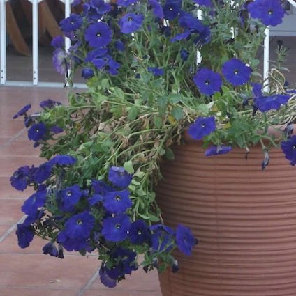blue petunia