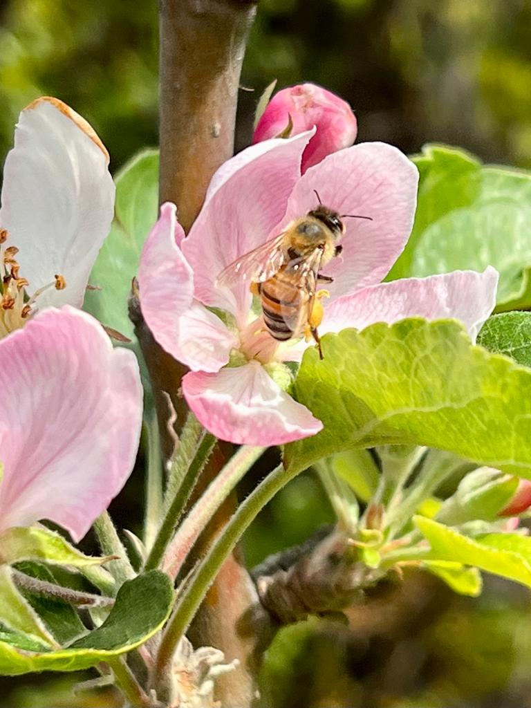 a Californian bee