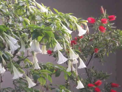 Brugmansia candida