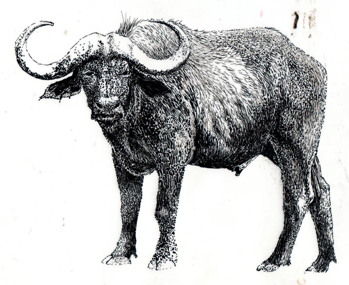 A pen drawing of a buffalo which is used for a screen print positive