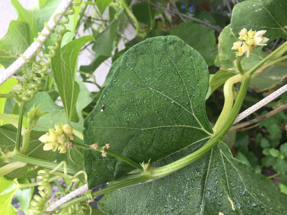 Cheyote squash blossom