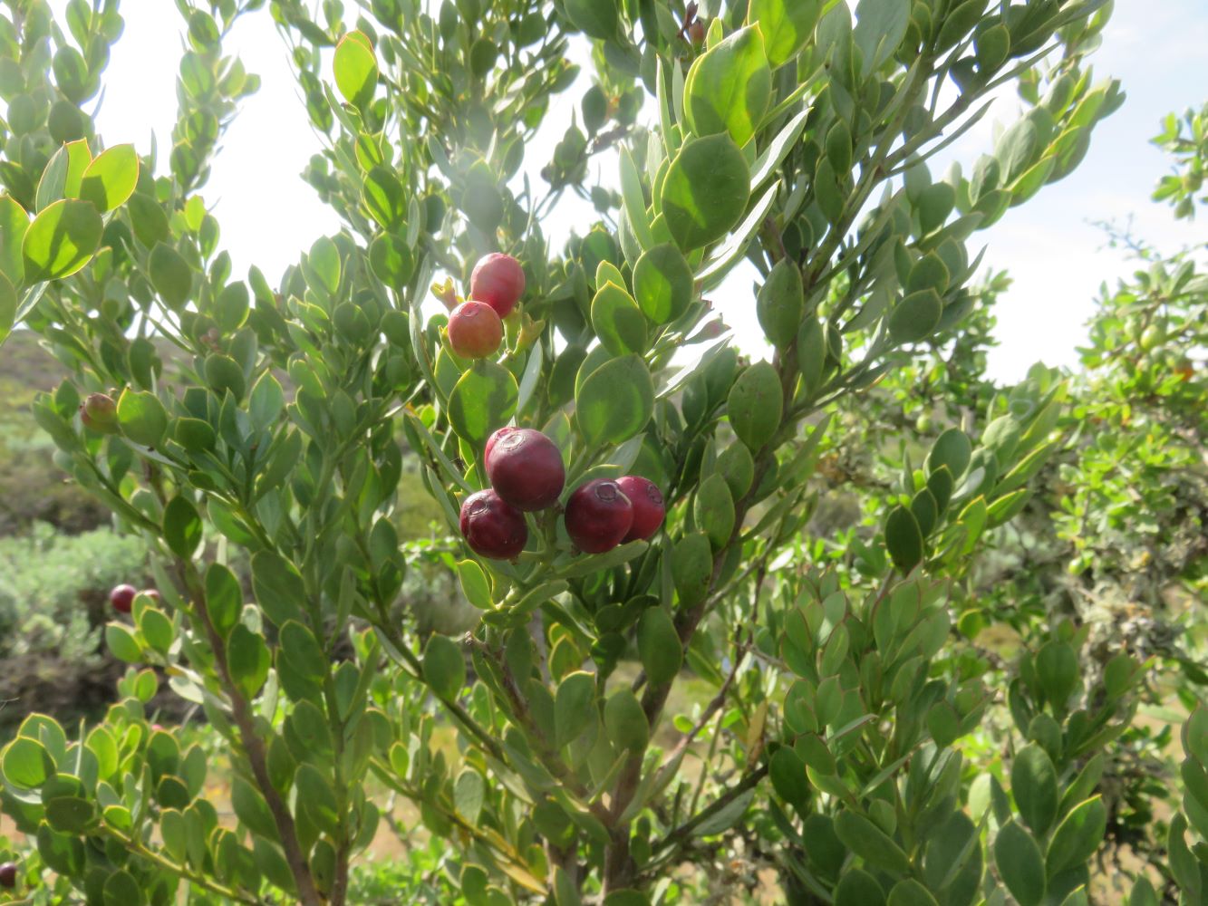 Colpoon, a delicious berry enjoyed by humans since the dawn of time. I managed to collect four seeds.