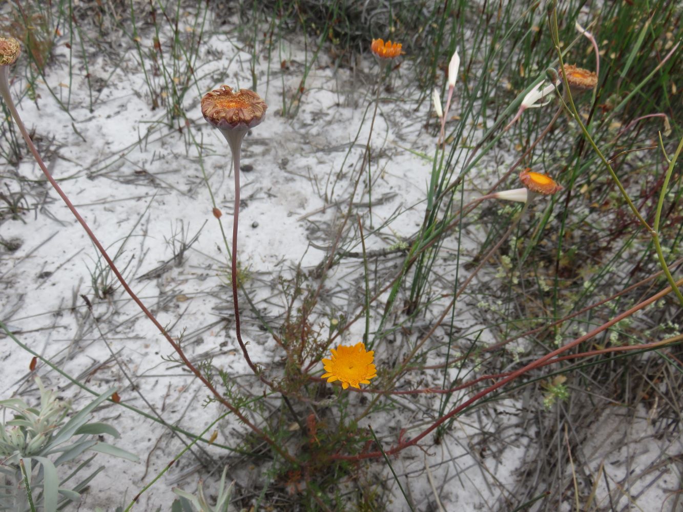 Cotula duckettii in its natural habitat of windblown sand