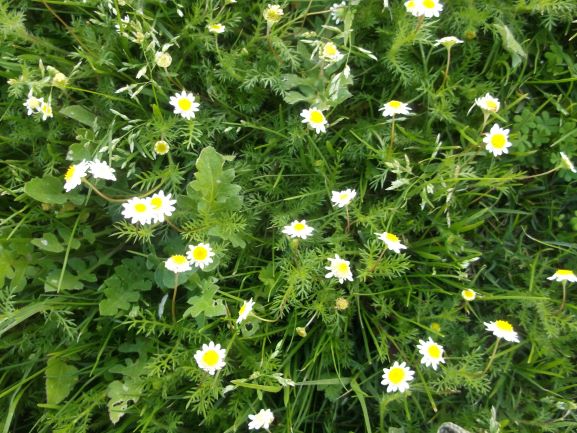 flowers in the lawn of a local park