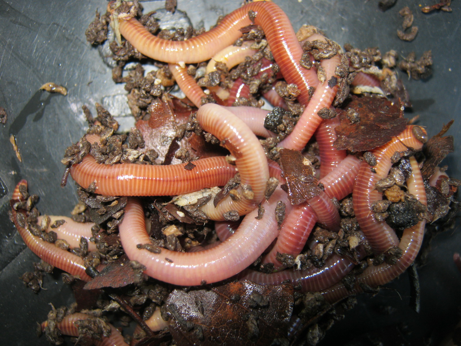Compost worms convert dog poop and kitchen waste into nutrient rich soil conditioner (odor free)