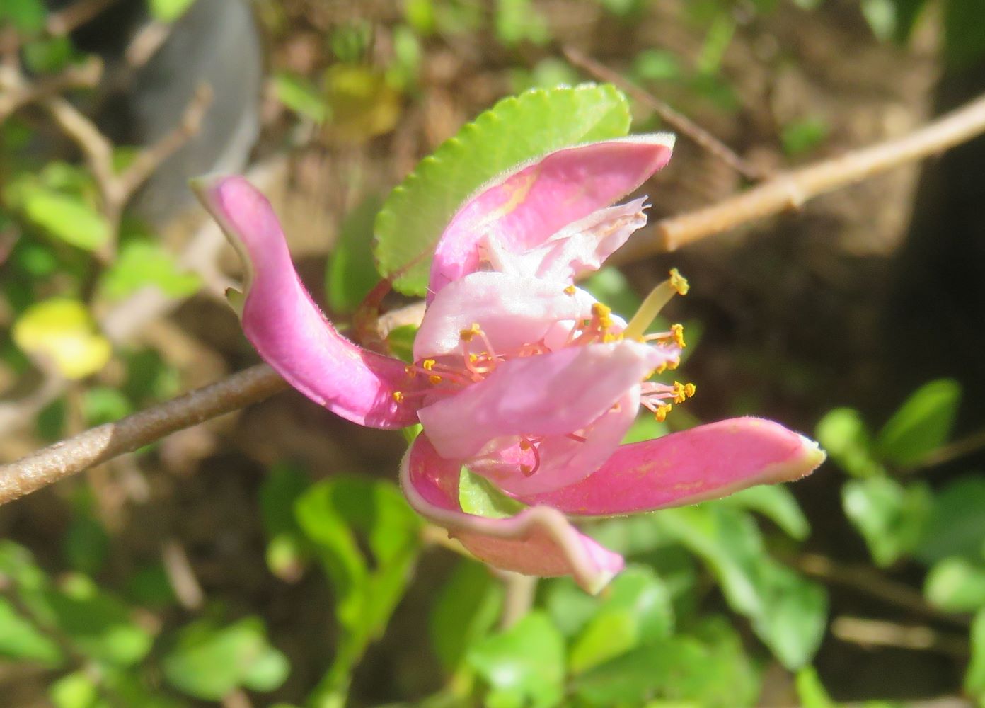 The flower of Grewia occidentalis, with its purple sepals and petals and bright yellow anthers.