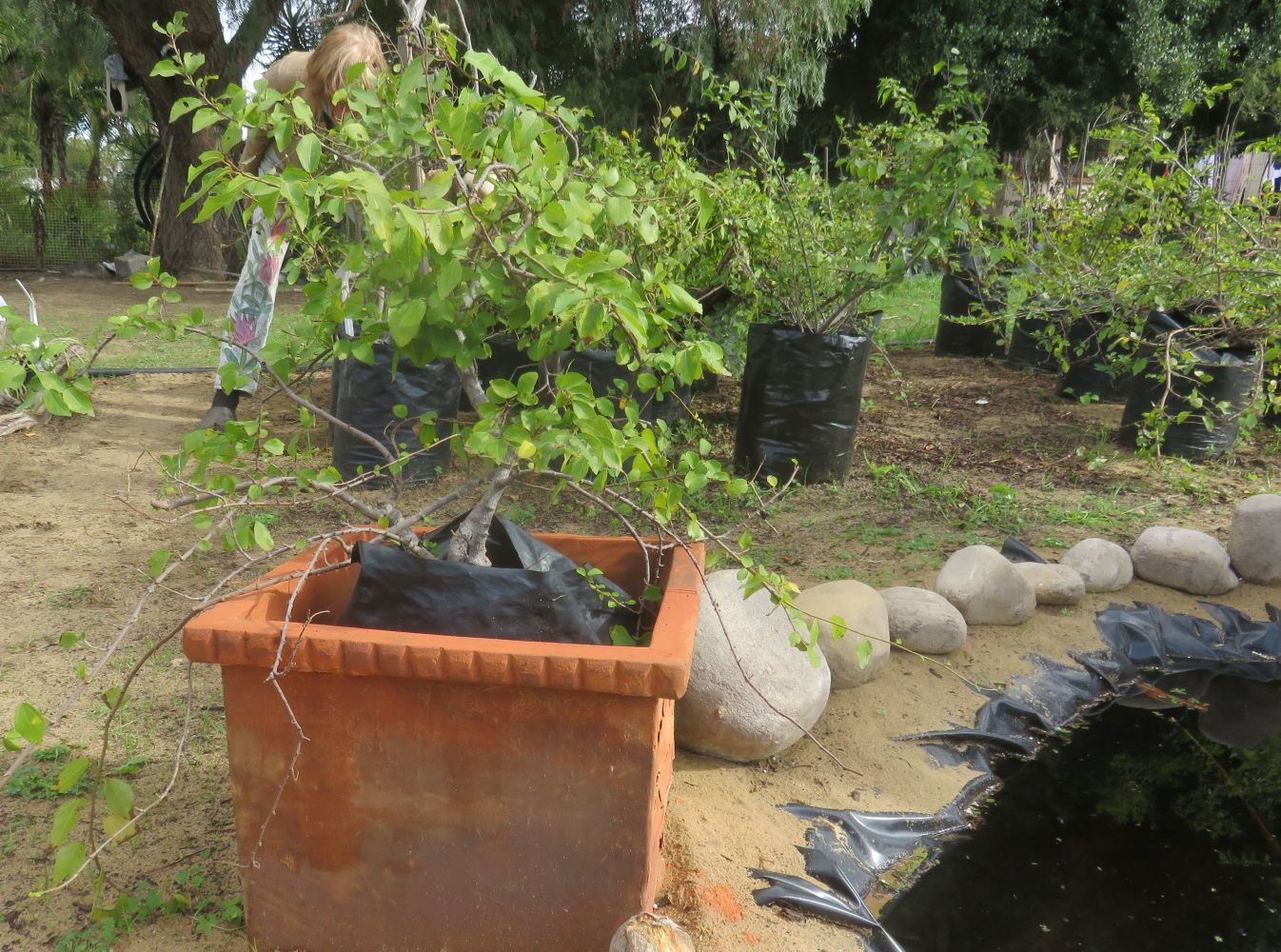 Grewia occidentalis plants in a local nursery in Kraaifontein