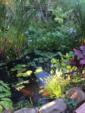 part of my sister's pond system in southern California