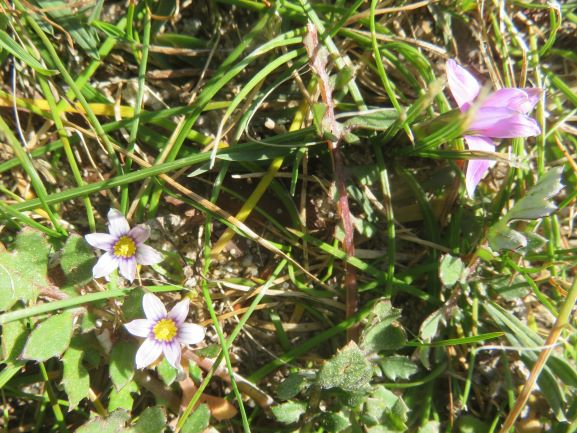 a miniature native wilderness