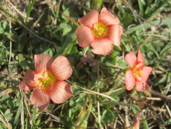 Flowers in the grass. Another Oxalis (geophyte).