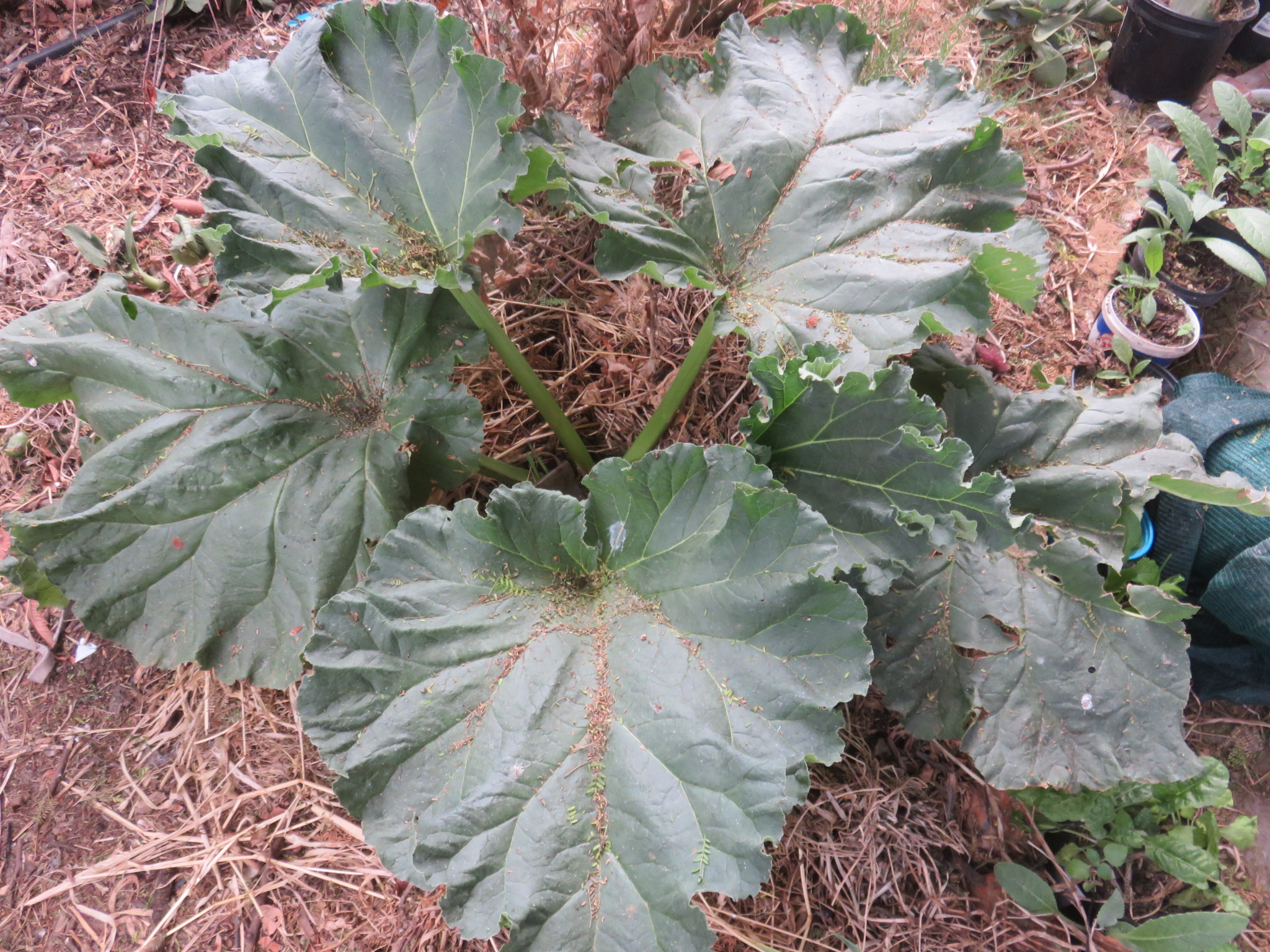 rumbunctious Rhubarb. Heavenly stewed with green apples and served with vanilla ice cream.