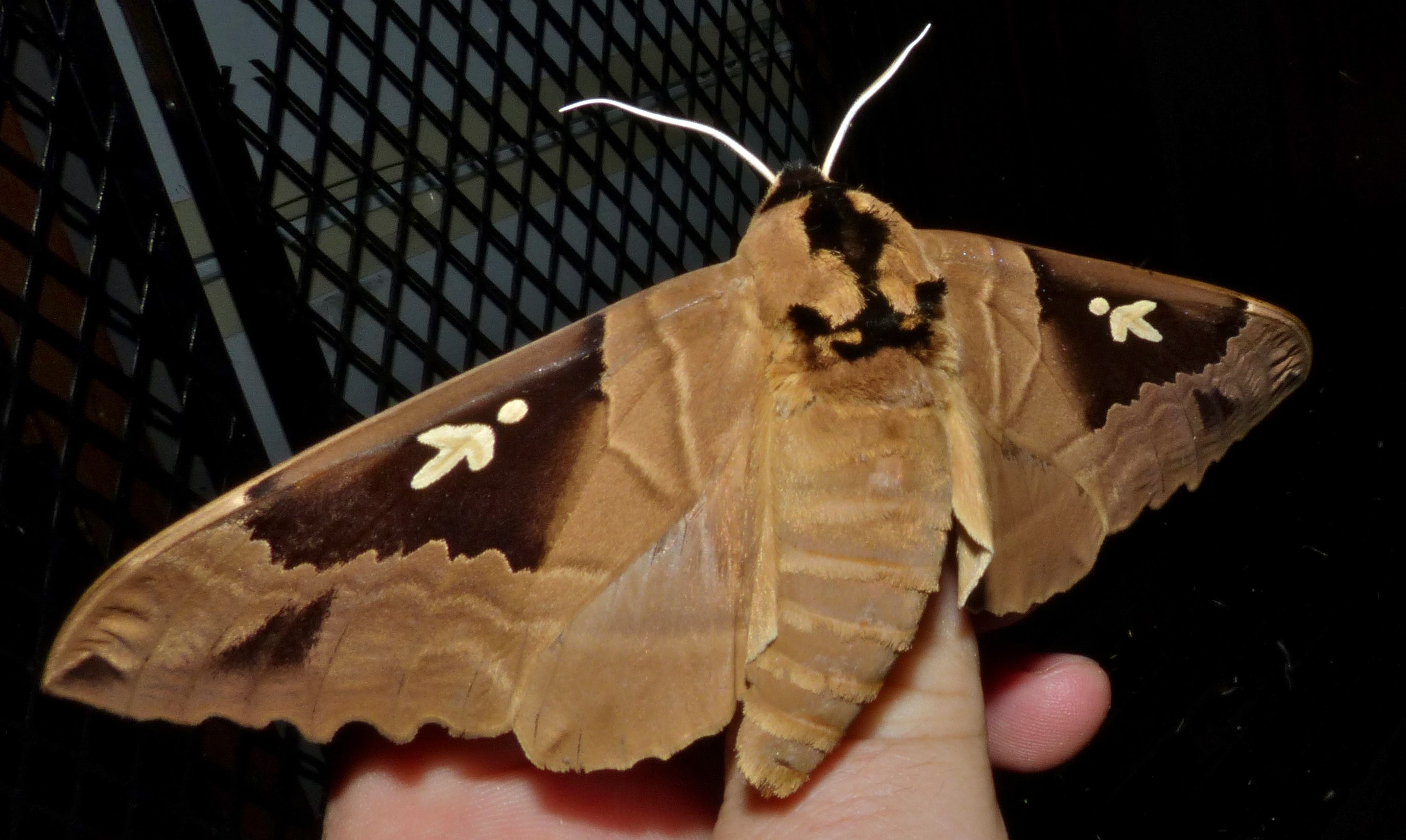 Lophostethus dumolinii is one of the 20 moths and butterflies whose larvae eat Grewia occidentalis leaves. Wikipedia photo by Bernard Dupont at the Lower Sabie camp, Kruger Park.