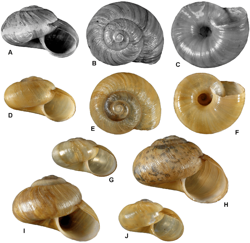 Nata dumeticola, another ally