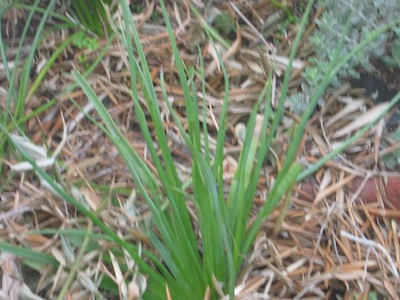 an organic mulch of olive leaves and living Trachyandra mulch