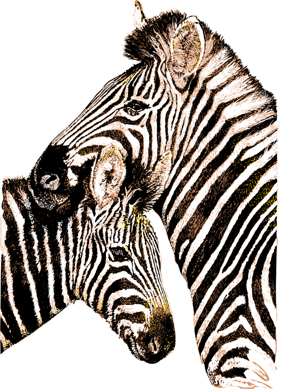 Zebra mother and child in three colours