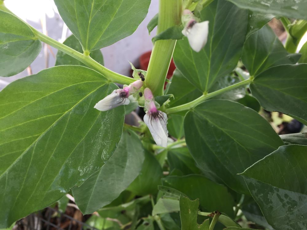 abroadbeanflower.jpg