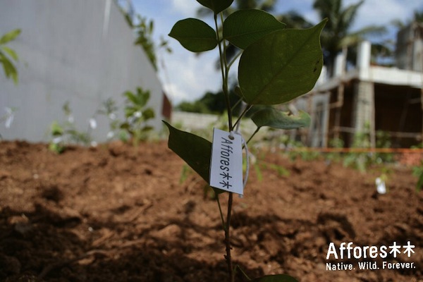 Saplings in a newly planted urban afforestation lot