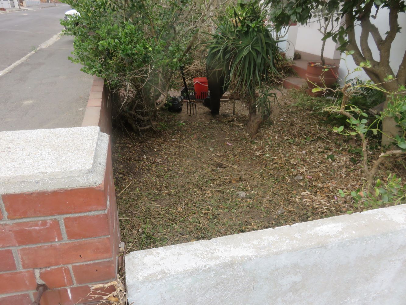 Masses of space after clearing the jasmine