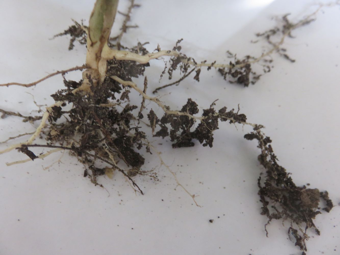 The beginnings of aggregate formation on the roots of one of my cover crop seedlings.