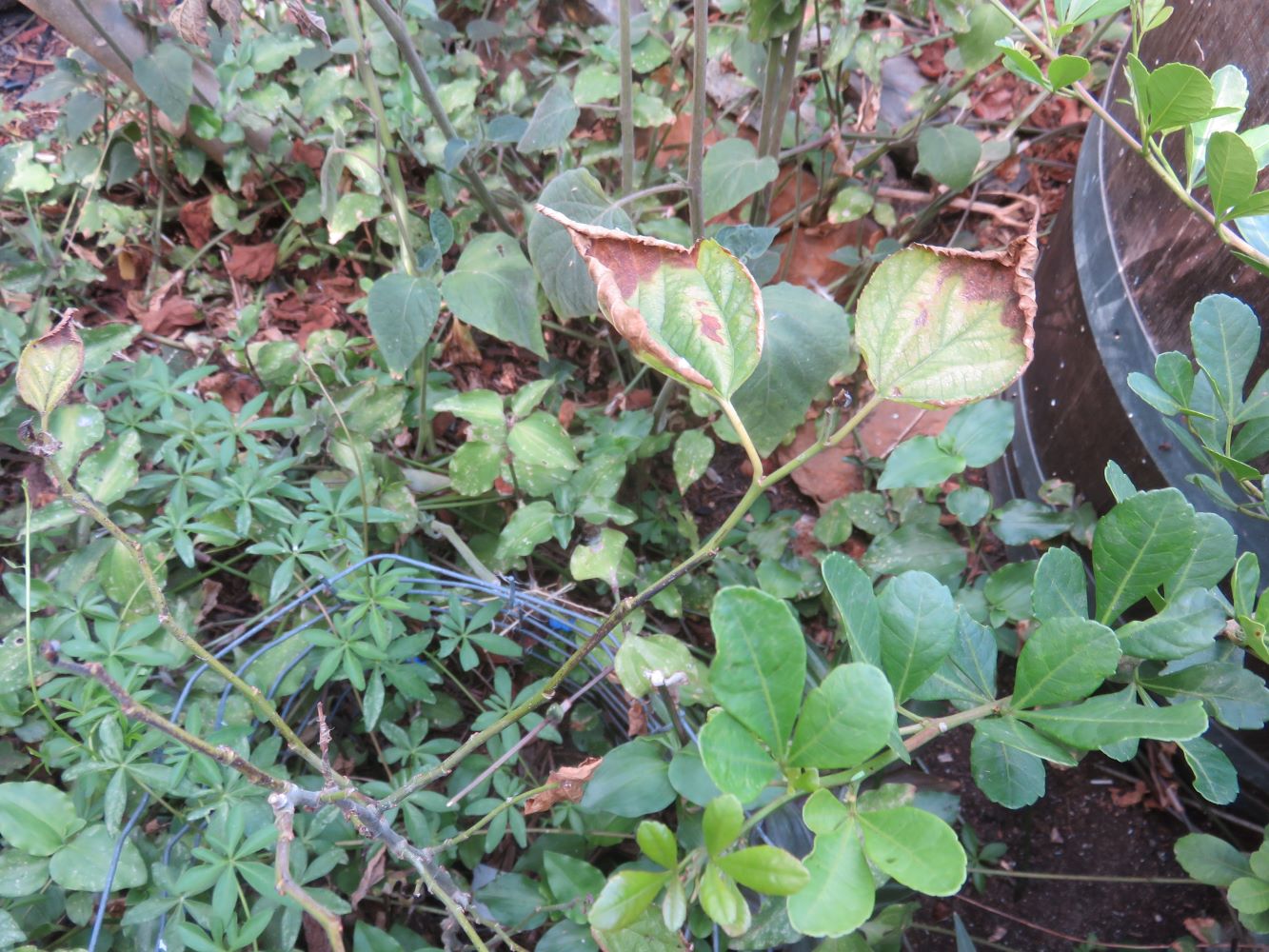 The mulberry on the lower slope of the huge raised bed is always struggling and sick.