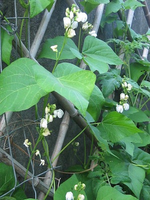 beans are the first or last vegetables in the cycle