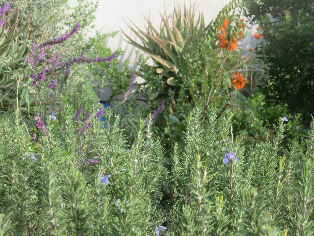 The aloe looks beautiful in my herb garden