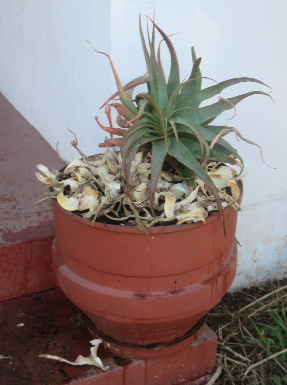 An attempt of mine to use this protective placing of A. arborescens in pots each side of the front door.