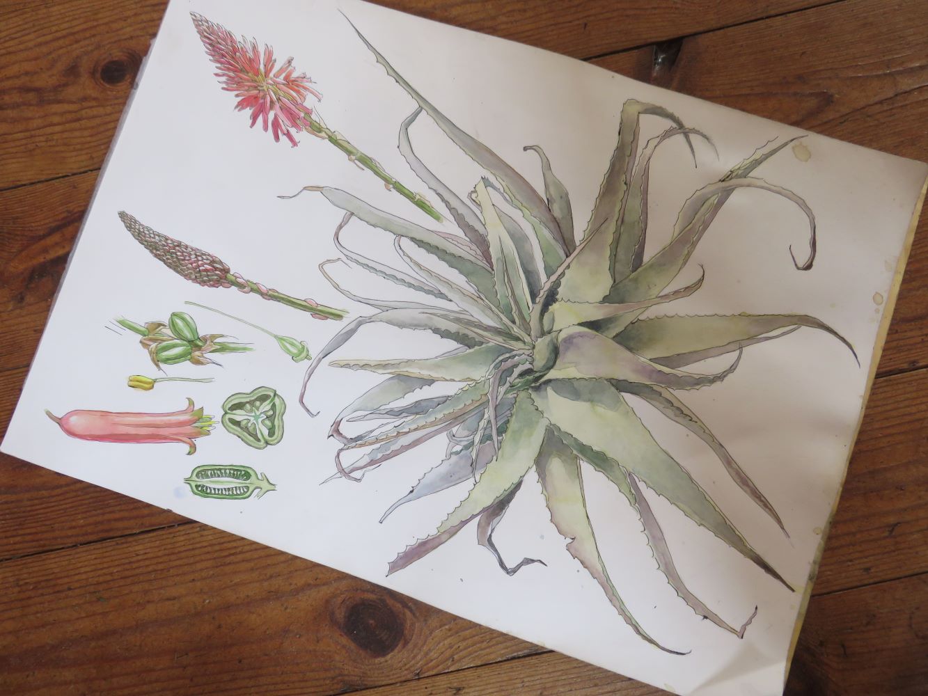 The second water color painting of Aloe arborescens