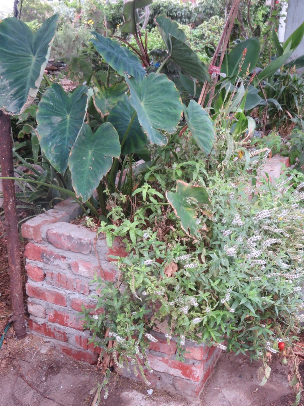The taro in summer with lots of large leaves, a little wind burned. It is growing in bio filters which clean kitchen grey water.