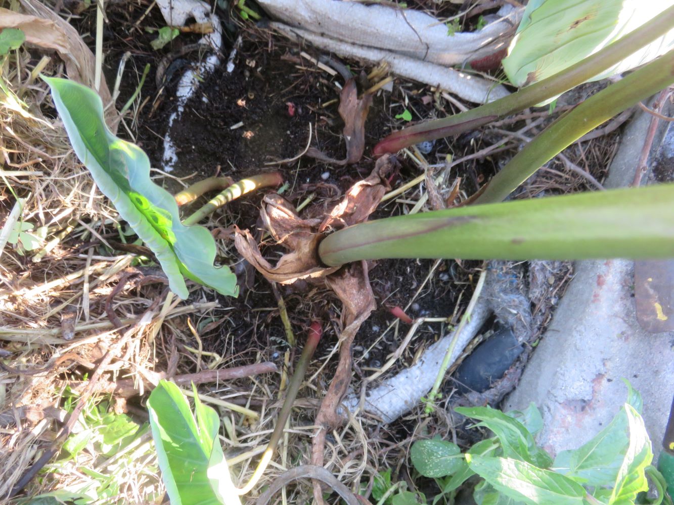 Stripping away the thick mulch I found a thick main stem and many pink or green side shoots.
