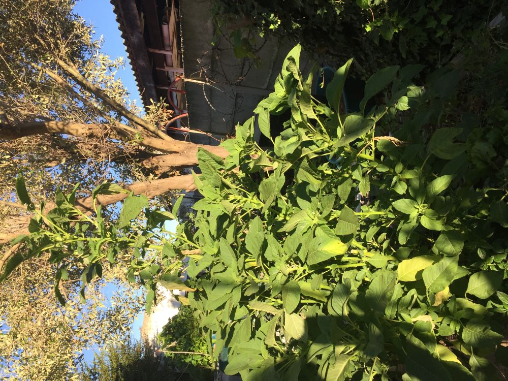 African amaranth forms a towering spike half as high as the olive tree.