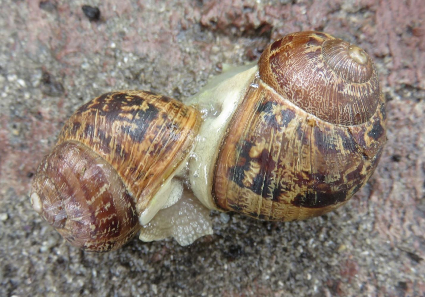 Two snails locked in a simultaneous hermaphrodite embrace.