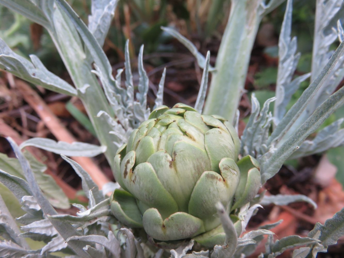 My first artichoke head, growing under the guava tree.
