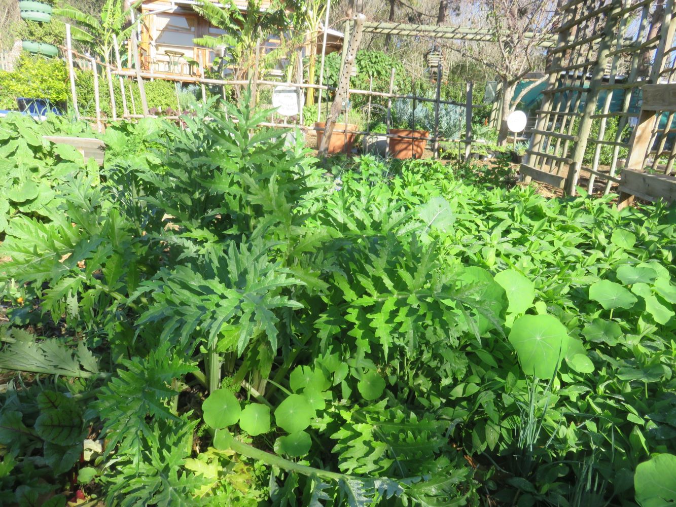 Growing in the best possible soil, partly shaded, the plant is very green, with no buds.