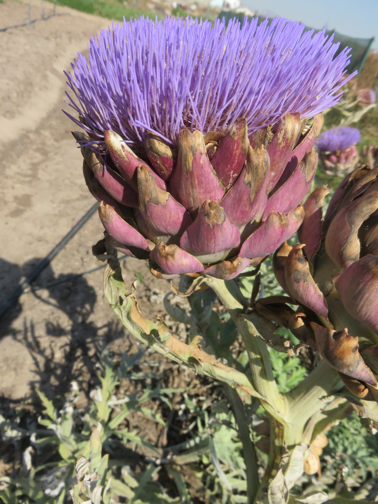 An artichoke in full flower can no longer be eaten, but will nice fresh seed. Its similarity to a thistle can be seen easily.