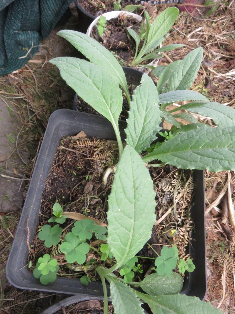 The new 'batch' of artichokes were resilient and eventually they were planted out.