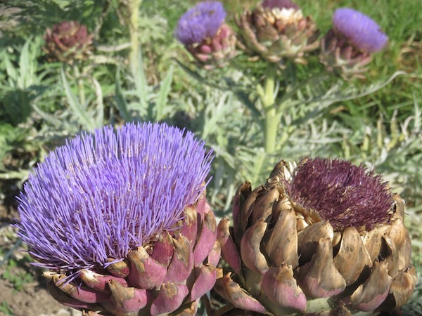 These beautiful flowers are self seeding, and a very pricy food if picked early