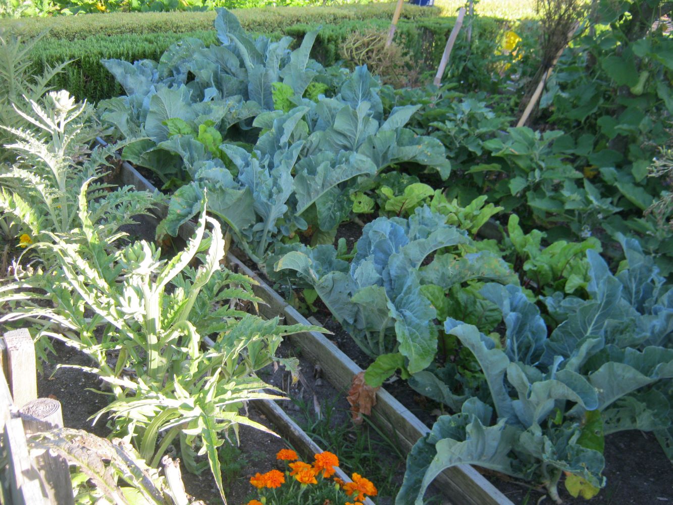 Growing with other heavy feeders, cauliflower.