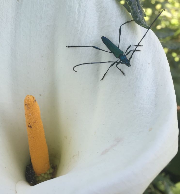 a hunting beetle on a calla lily
