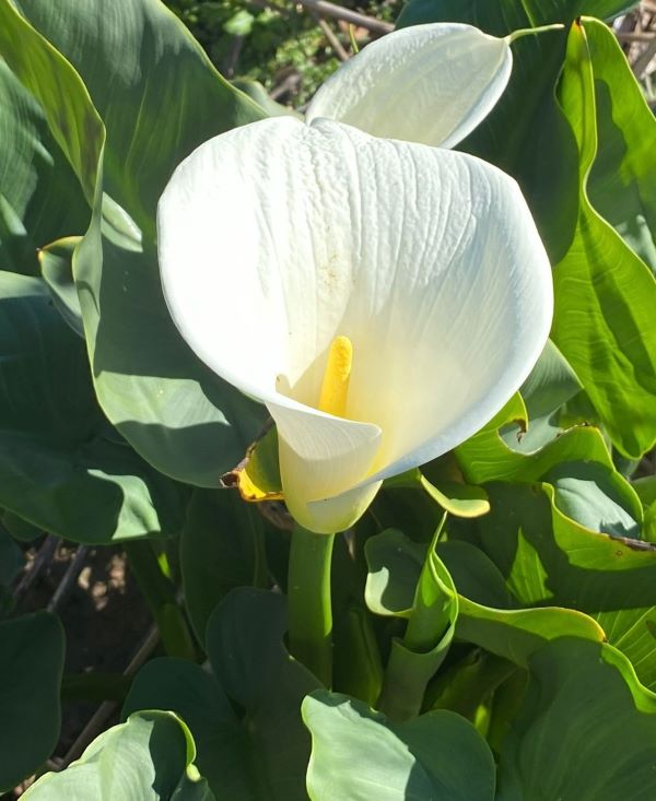 Zantedeschia 