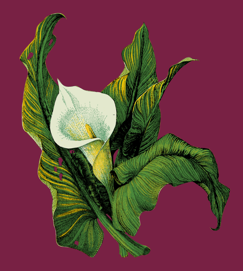 arums.png