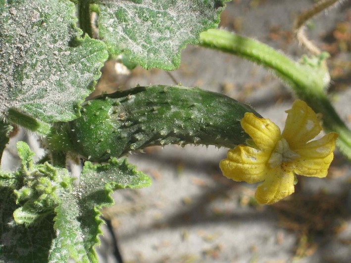 fruit fly control by exclusion needs to happen before the flower drops for cucumbers, this one is already stung
