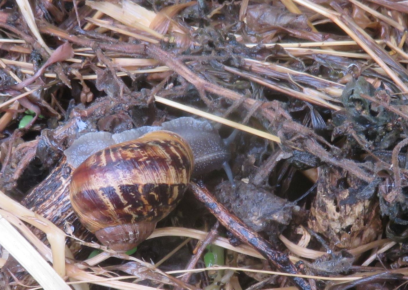 A snail doing what it loves, surrounded by its favorite food, slurping up microbial sludge with its raspy tongue.
