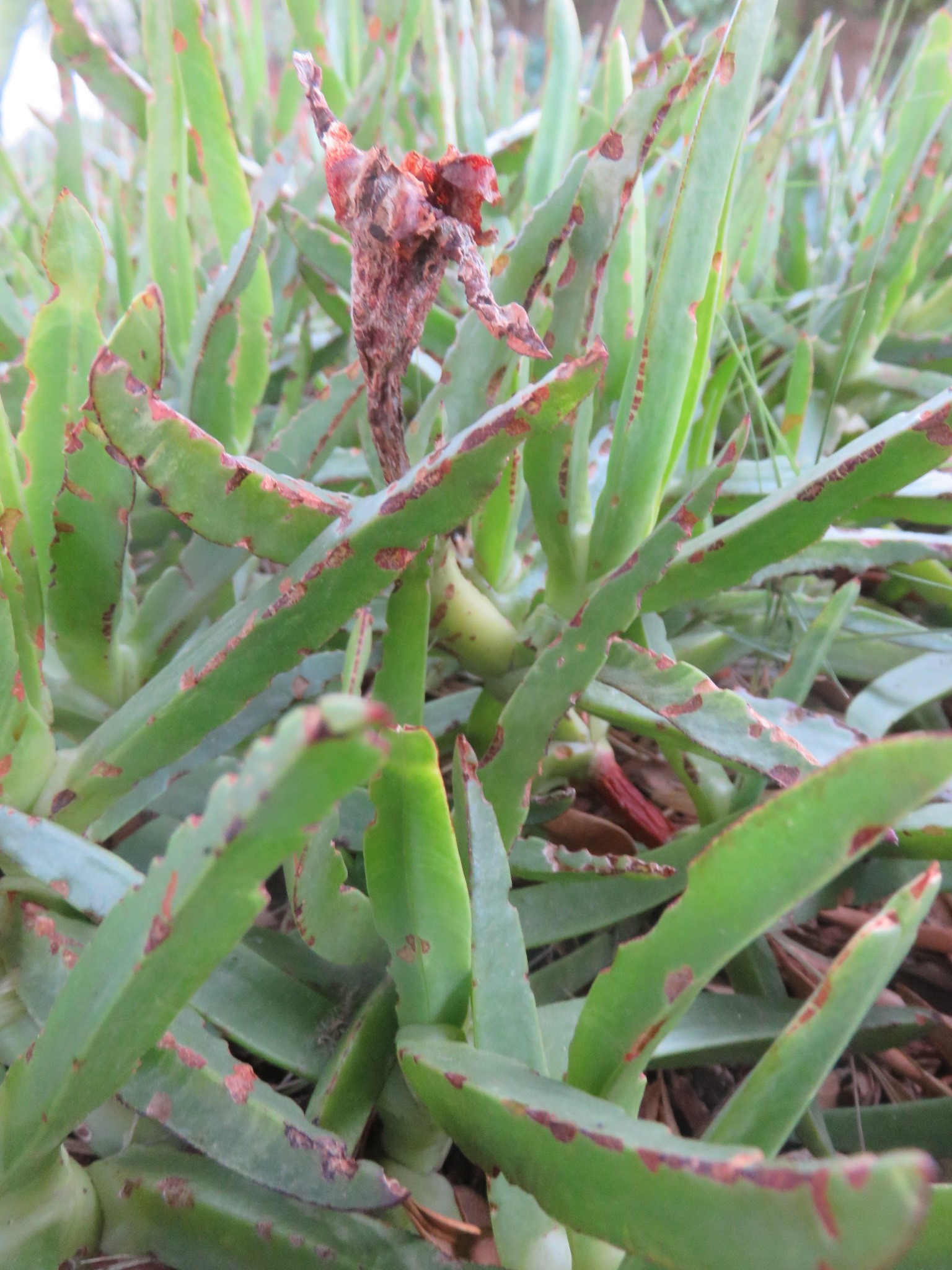 Carpobrotus edulis as a ground cover in a road-side planting in Plattekloof, Cape Town. It has been mercilessly gnawed by some insect.