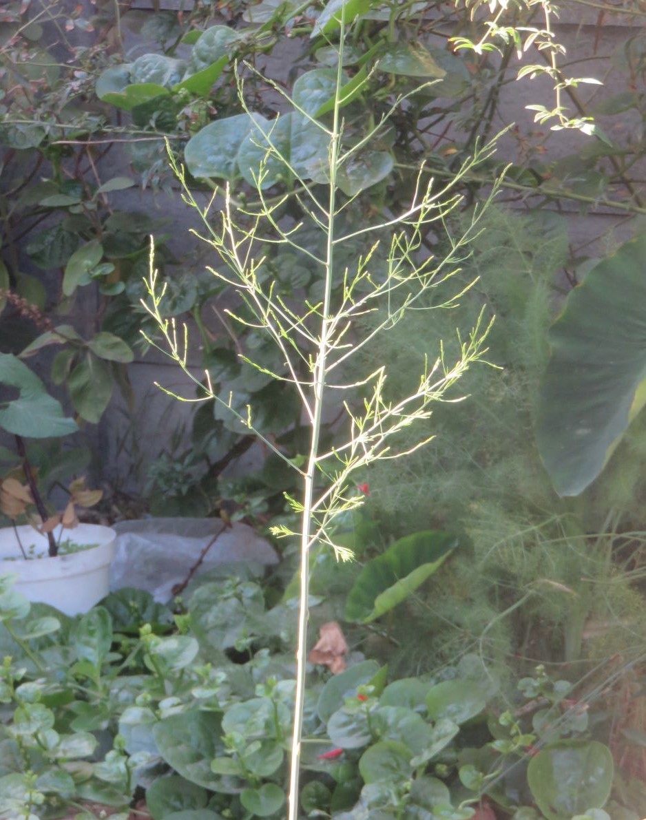 A native perennial food plant and ground cover, Carpobrotus